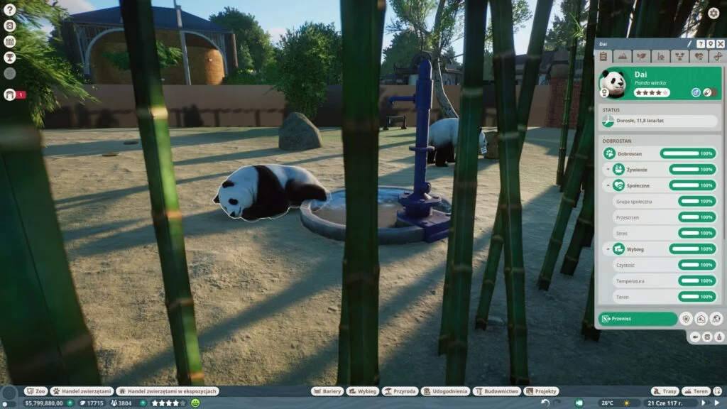 pandy na wybiegu w Planet Zoo