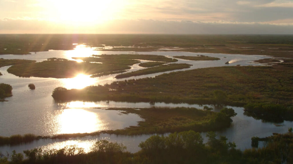 Zdjęcie bagien Everglades