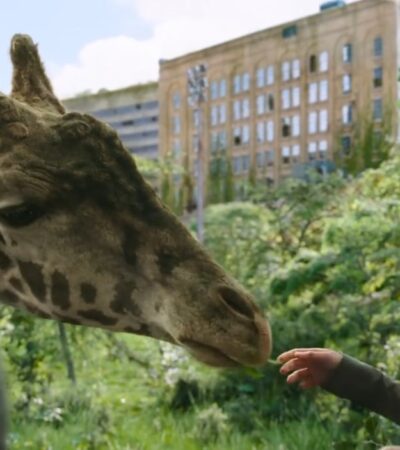 Żyrafa w serialu The Last of Us